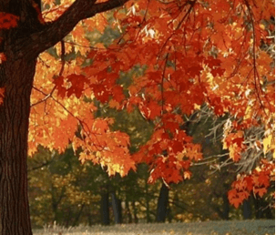 She’s like autumn 